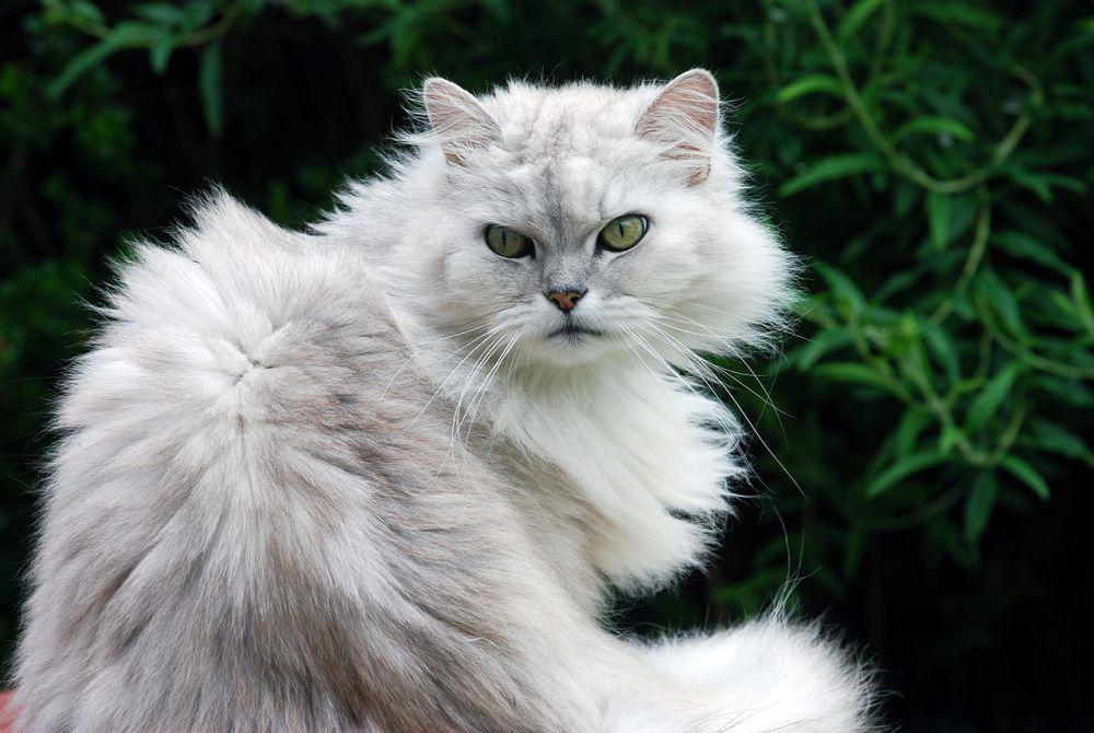 Kucing vs Ular, Siapa yang Menang Jika Bertarung?