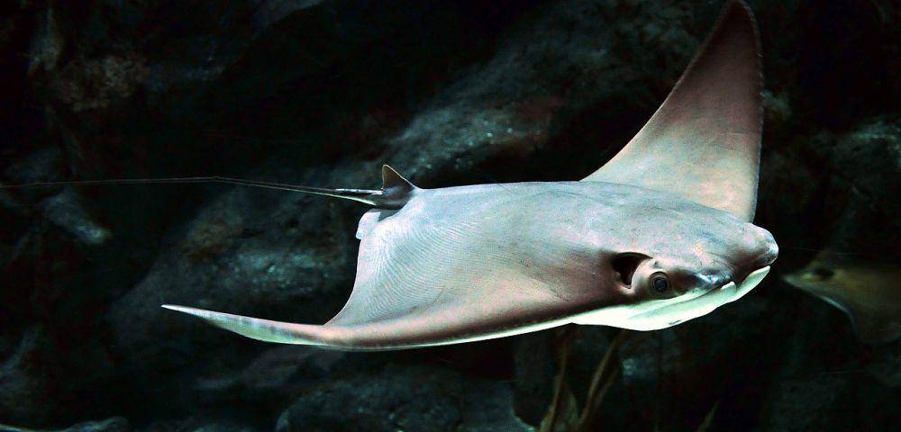 Pari hidung sapi (commons.wikimedia.org/juan.aguere)