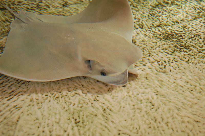 Pari hidung sapi (commons.wikimedia.org/Markus)