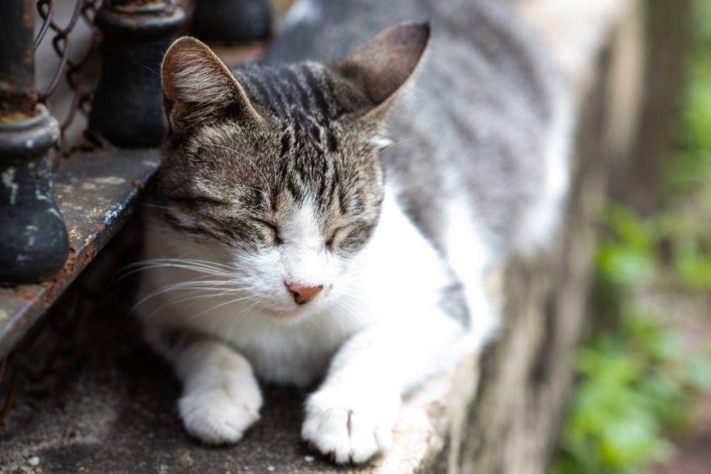 Ilustrasi kucing sedang tidur (freepik.com/wirestock)