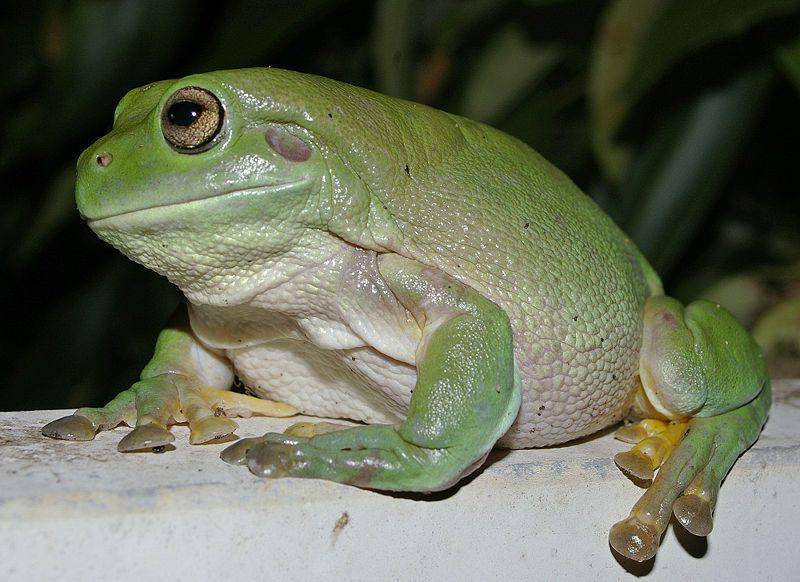Katak pesek australia ternyata sanggup mengonsumsi mangsa berukuran besar. (commons.wikimedia.org/Bidgee)