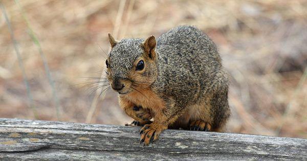 5 Fakta Menarik Eastern Fox Squirrel, Punya Banyak Pasangan