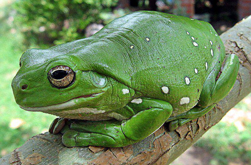 Kulit katak pesek australia jadi salah satu organ tubuh vital karena memiliki banyak kegunaan. (commons.wikimedia.org/LiquidGhoul)
