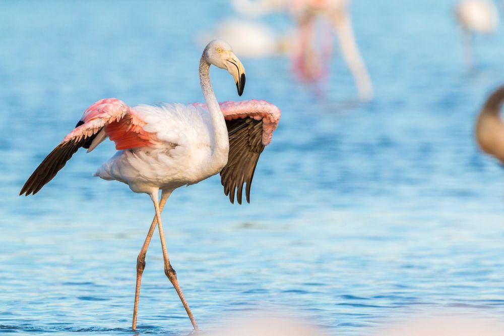 ilustrasi flamingo (pixabay.com/Pfüderi)
