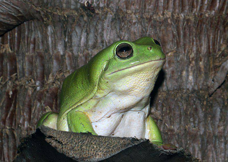 Katak pesek australia baru akan aktif menguak saat malam hari tiba untuk berbagai keperluan. (commons.wikimedia.org/Matt)