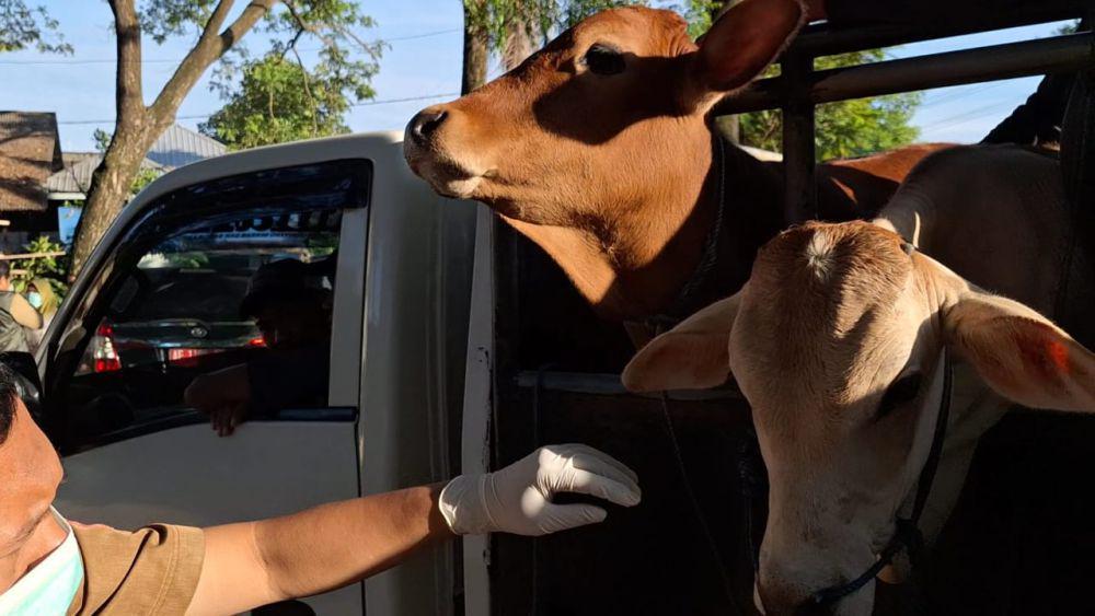 Peternak Ngawi Jual Sapi Terjangkit PMK Rp1 Jutaan