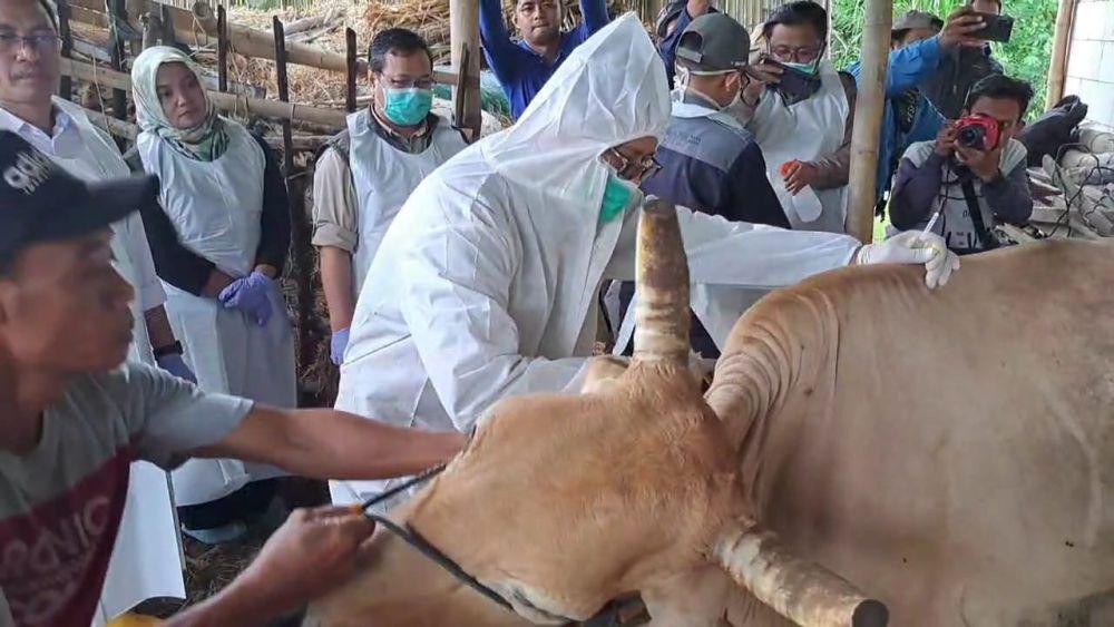 Terjangkit PMK, Puluhan Sapi di Magetan Mati dan Dipotong Paksa