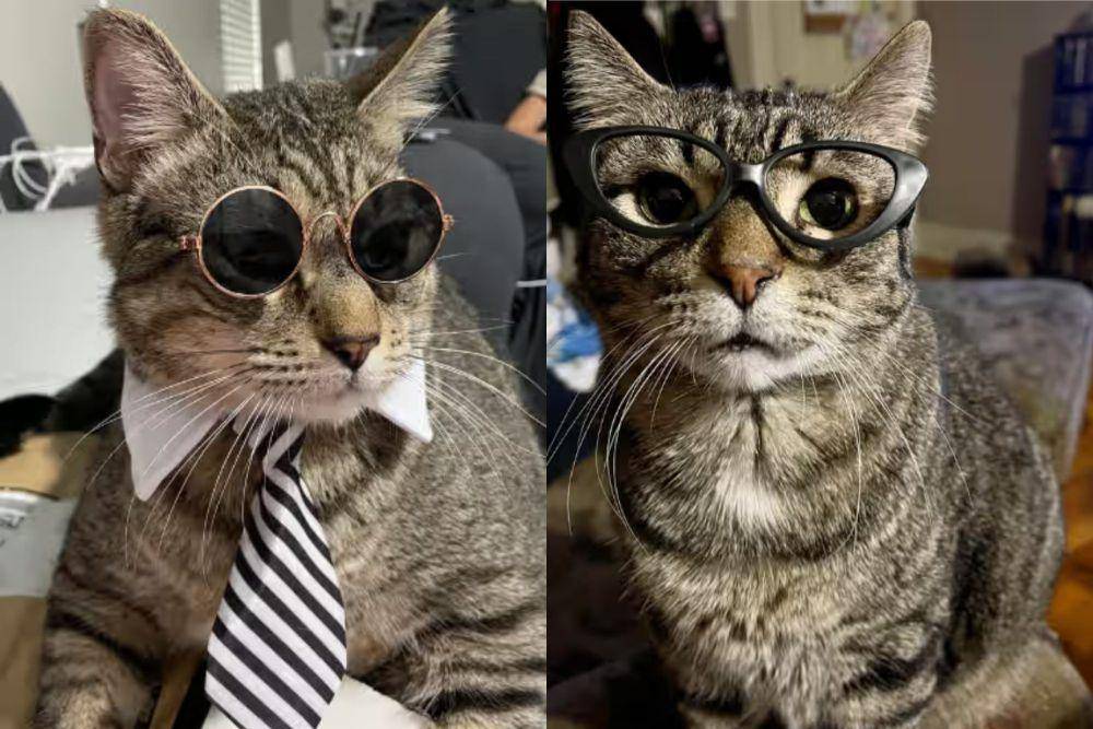 kolase foto lucu kucing mujair pakai kacamata (reddit.com/carbsandpizza I reddit.com/ajor88)