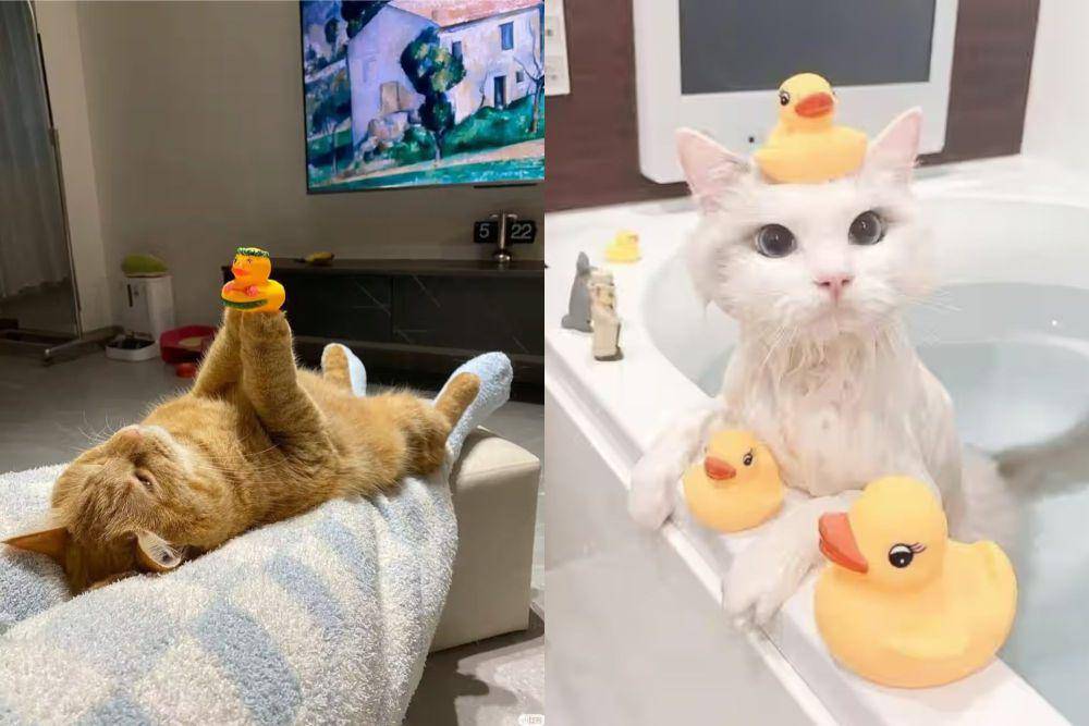 kolase foto lucu kucing terobsesi mainan bebek (x.com/NoCatsNoLife_m I reddit.com/SamSuccs)