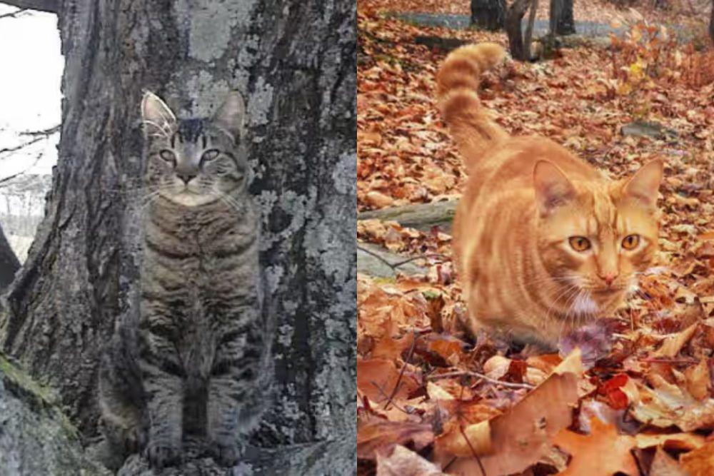 7 Potret Kocak Kucing Berkamuflase di Alam, Menyatu Banget!