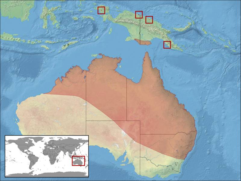 ilustrasi peta persebaran katak pesek australia (commons.wikimedia.org/rbrausse)