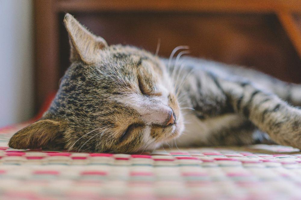 5 Fakta Pola Tidur Kucing yang Bikin Heran, Tidur di Mana-Mana?