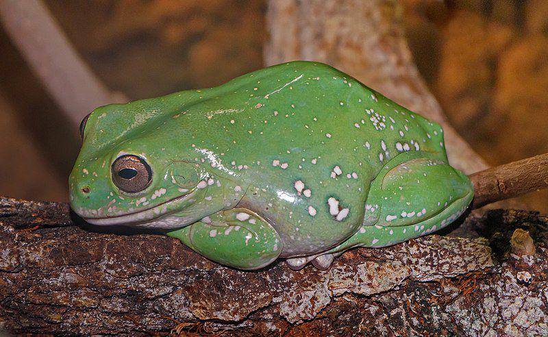 potret katak pesek australia yang dipelihara manusia (commons.wikimedia.org/H. Zell)