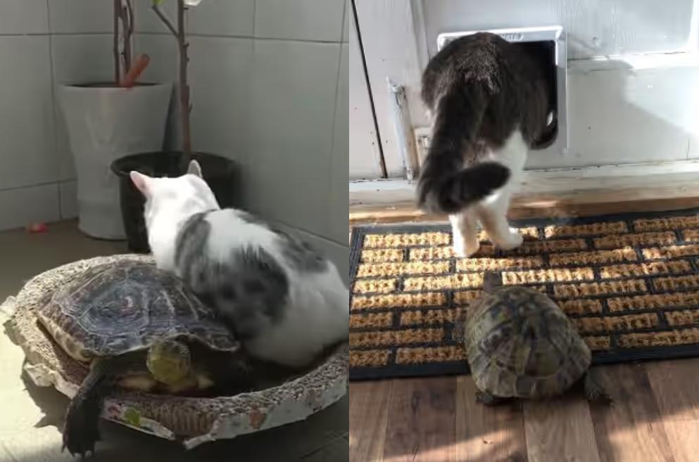 7 Foto Lucu Kucing dan Kura-kura, Susah Akrab?