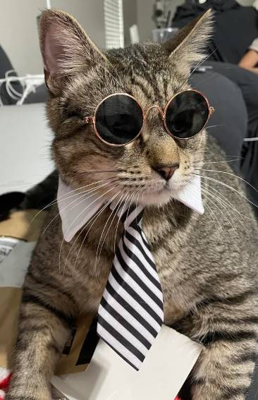 foto lucu kucing mujair pakai kacamata (reddit.com/carbsandpizza)