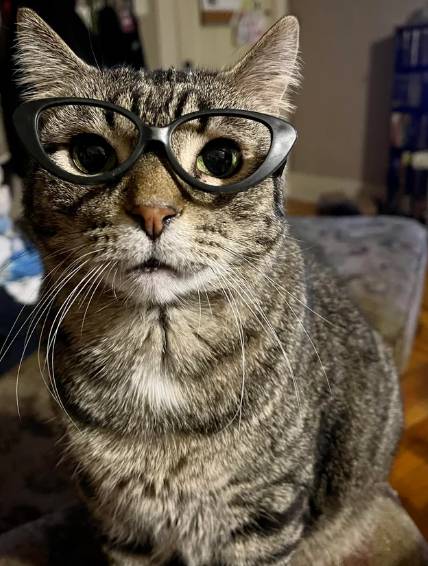 foto lucu kucing mujair pakai kacamata (reddit.com/ajor88)