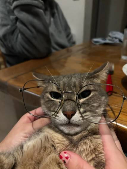 foto lucu kucing mujair pakai kacamata (reddit.com/Expensive-Rain6410)