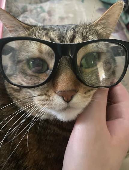 foto lucu kucing mujair pakai kacamata (reddit.com/Beautifulsinlady)
