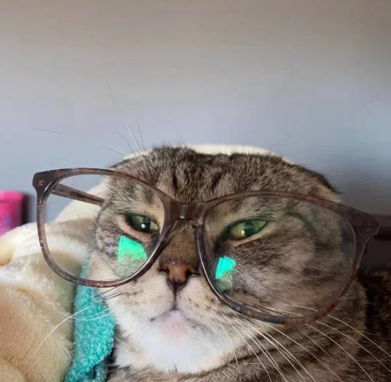 foto lucu kucing mujair pakai kacamata (reddit.com/AllyCatWasTaken)