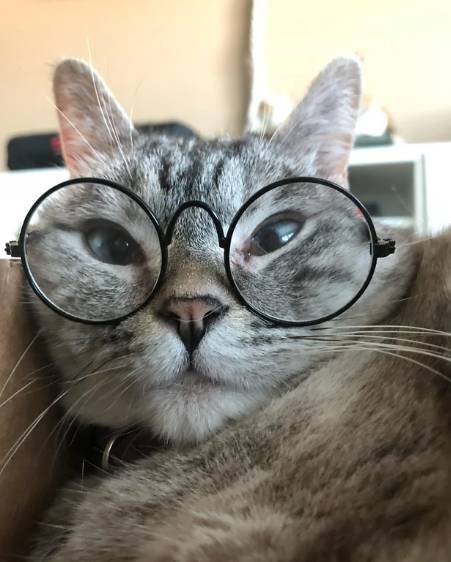 foto lucu kucing mujair pakai kacamata (reddit.com/annabelladoe)