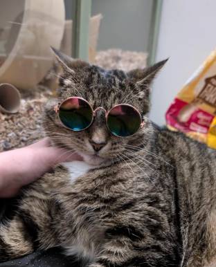 foto lucu kucing mujair pakai kacamata (reddit.com/indieplants)