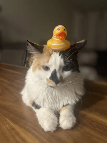 foto lucu kucing terobsesi mainan bebek (reddit.com/CaringPerson21)
