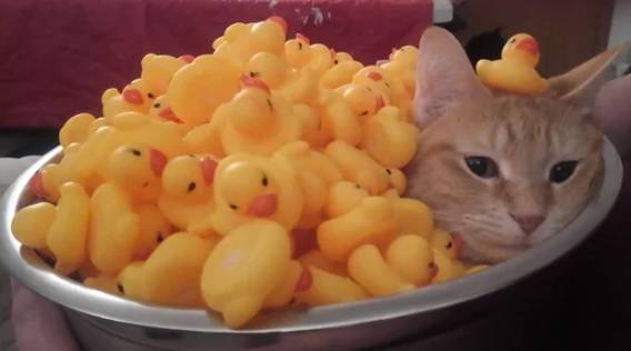 foto lucu kucing terobsesi mainan bebek (reddit.com/MaydayInJanuary)