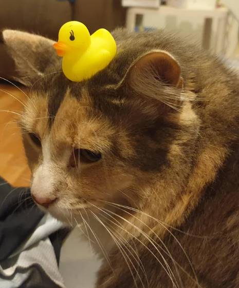 foto lucu kucing terobsesi mainan bebek (reddit.com/mishmei)