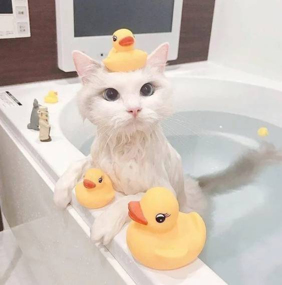 foto lucu kucing terobsesi mainan bebek (reddit.com/SamSuccs)