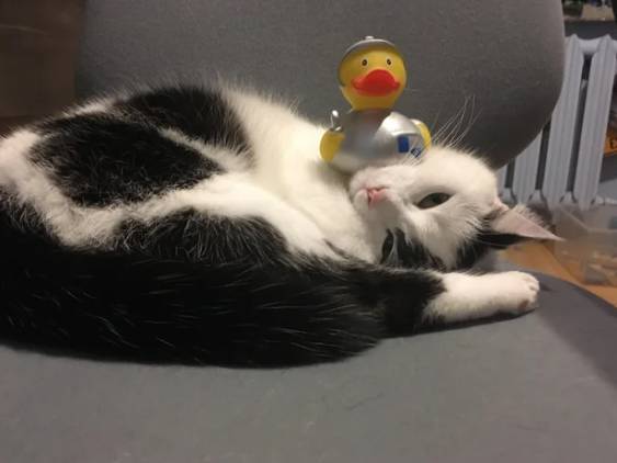 foto lucu kucing terobsesi mainan bebek (reddit.com/Alan-likes-starwars)