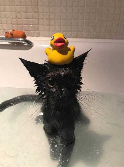 foto lucu kucing terobsesi mainan bebek (reddit.com/Alan-likes-starwars)