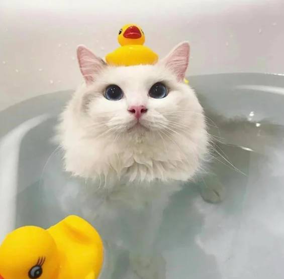 foto lucu kucing terobsesi mainan bebek (reddit.com/dzasper)