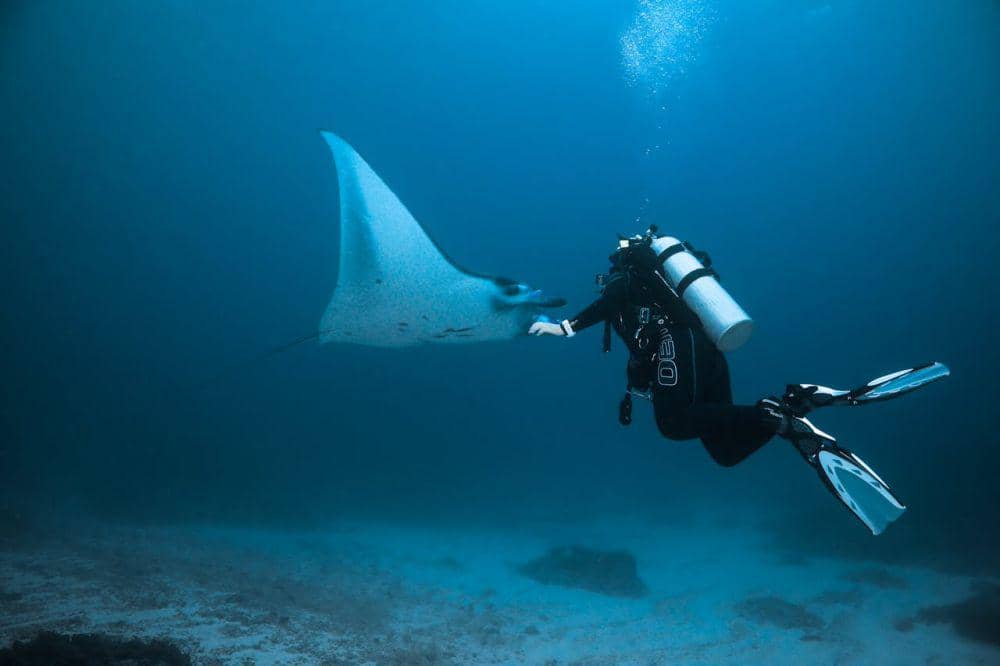 ilustrasi diving