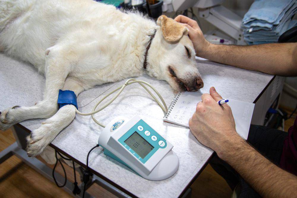 Ilustrasi Klinik Q-Toen Pet Care (Pixabay/Mirko Sajkov)
