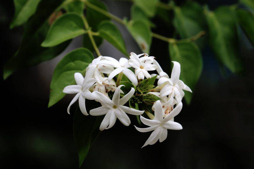 bunga melati (pexels.com/Jeffry S.S)