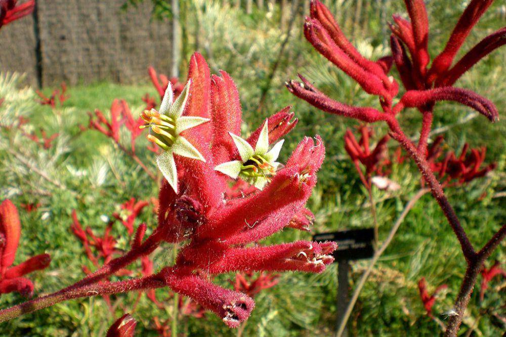 Tanaman kangaroo paw (commons.wikimedia.org/Consultaplantas)