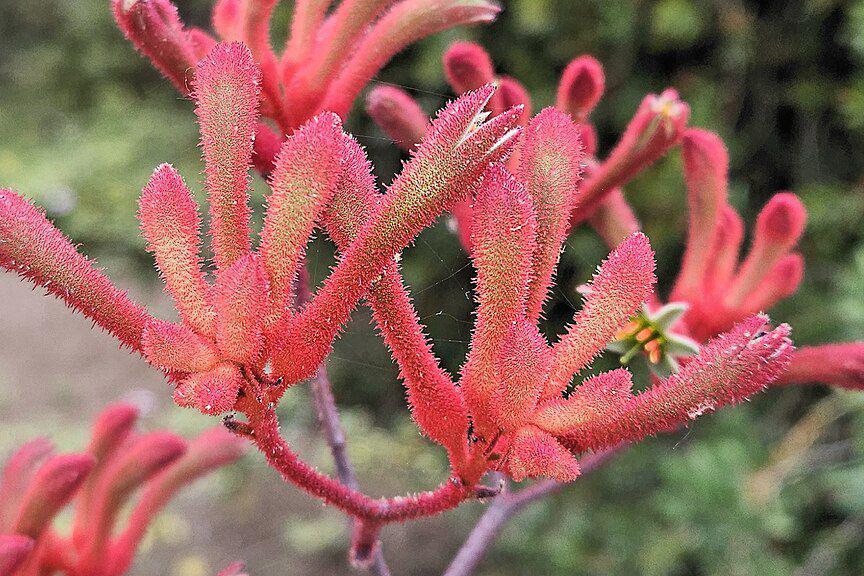 5 Fakta Menarik Kangaroo Paw, Tanaman Unik dan Tangguh Asli Australia