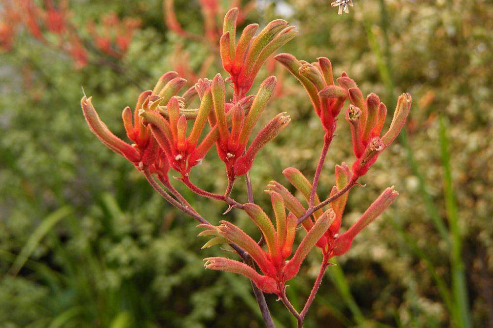 Tanaman kangaroo paw (commons.wikimedia.org/Peripitus)