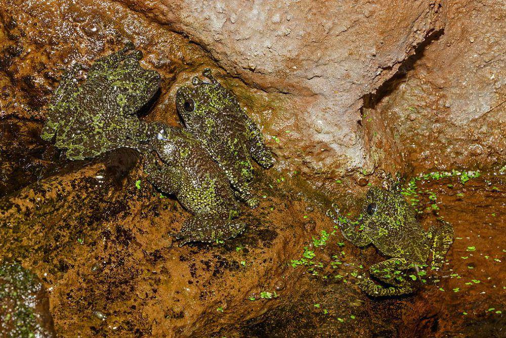 Katak lumut Vietnam (commons.wikimedia.org/H. Zell)