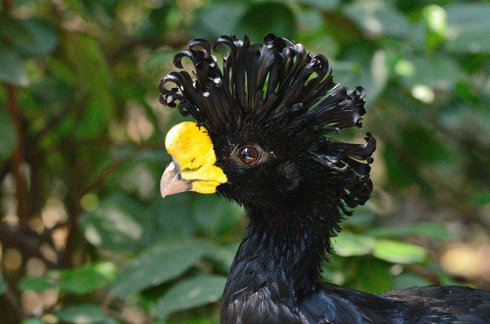 ilustrasi Currasow Besar (wikimedia.org/Amado Demesa)