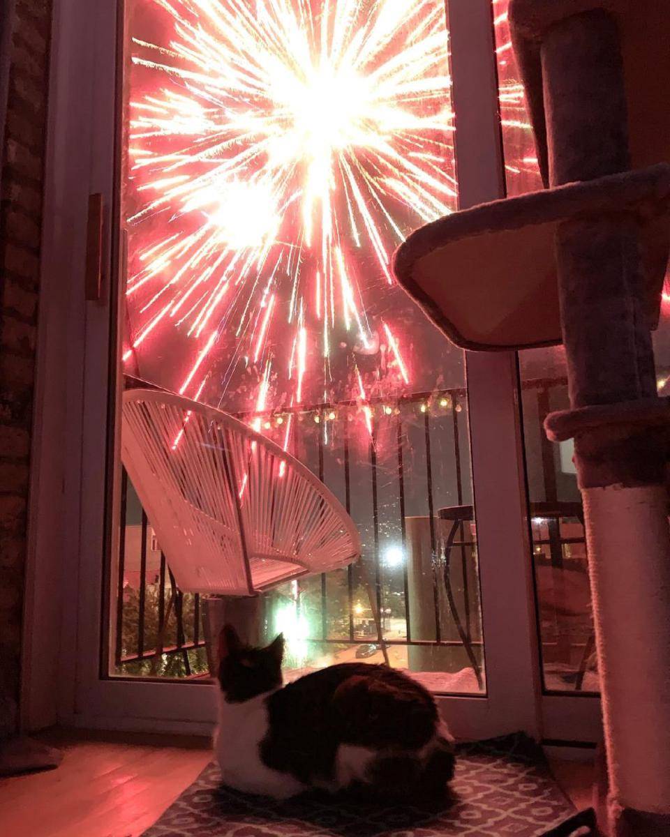 foto kucing menikmati kembang api (reddit.com/user/mymorningbowl)