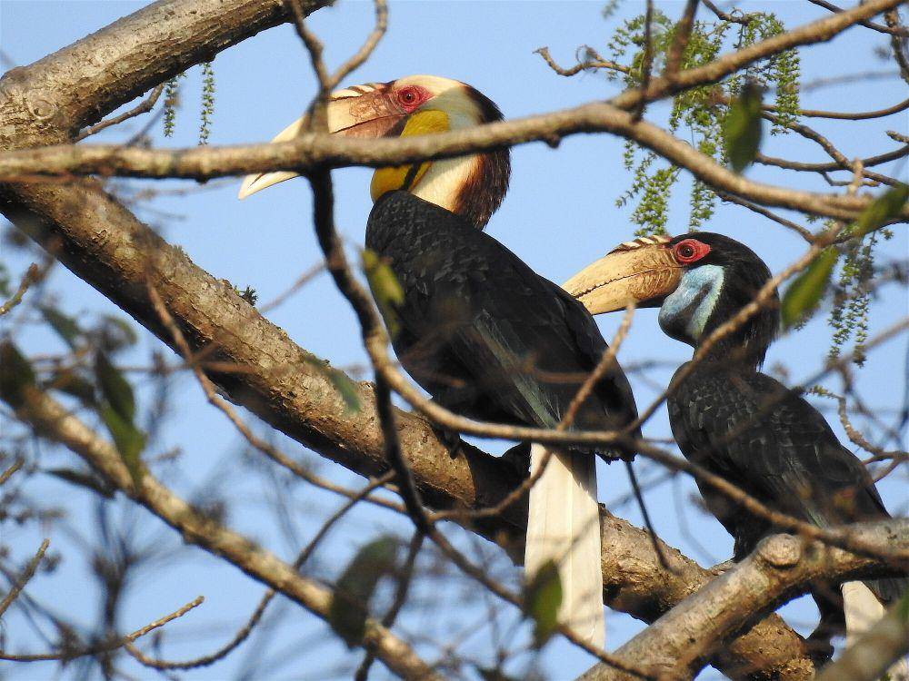 Julang emas (commons.m.wikimedia.org/Aparajita Datta)