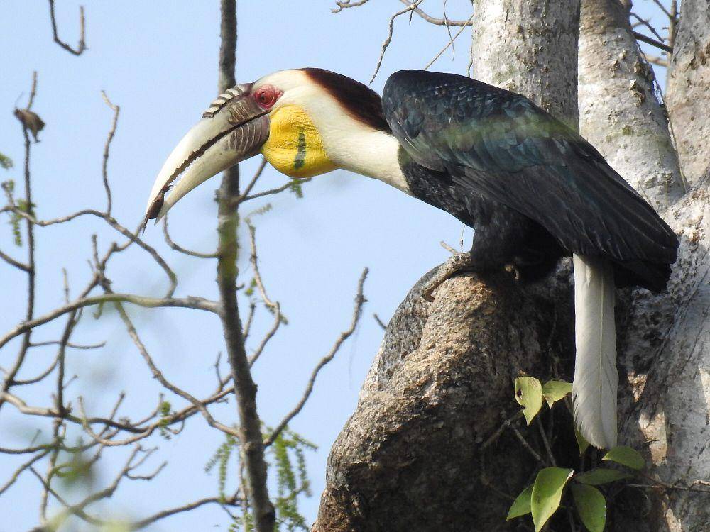 Julang emas (commons.m.wikimedia.org/Aparajita Datta)