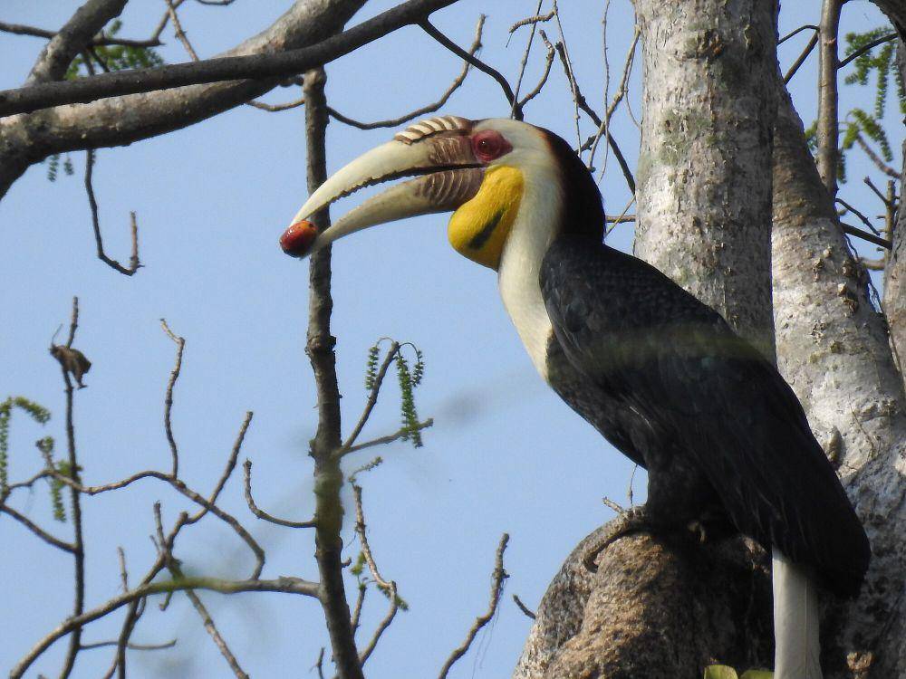 Julang emas (commons.m.wikimedia.org/Aparajita Datta)