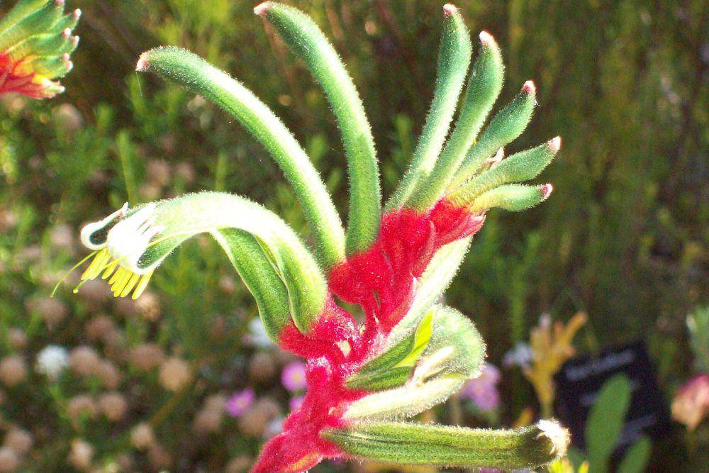 Tanaman kangaroo paw (commons.wikimedia.org/Davidwilcox)