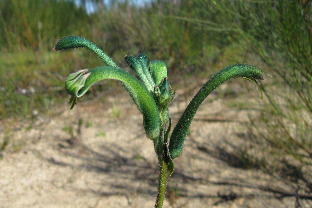 Tanaman kangaroo paw (commons.wikimedia.org/Lennix3)