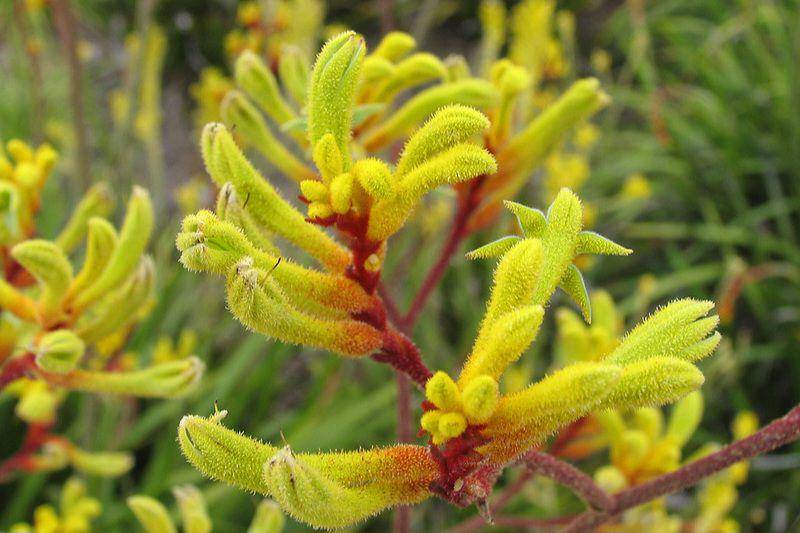 Tanaman kangaroo paw (flickr.com/Jhon)