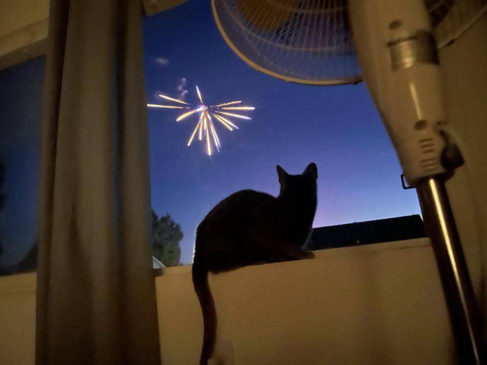 foto kucing menikmati kembang api (reddit.com/user/Alloran9466)
