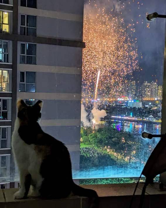 foto kucing menikmati kembang api (reddit.com/user/Canadianbaconinkorea)