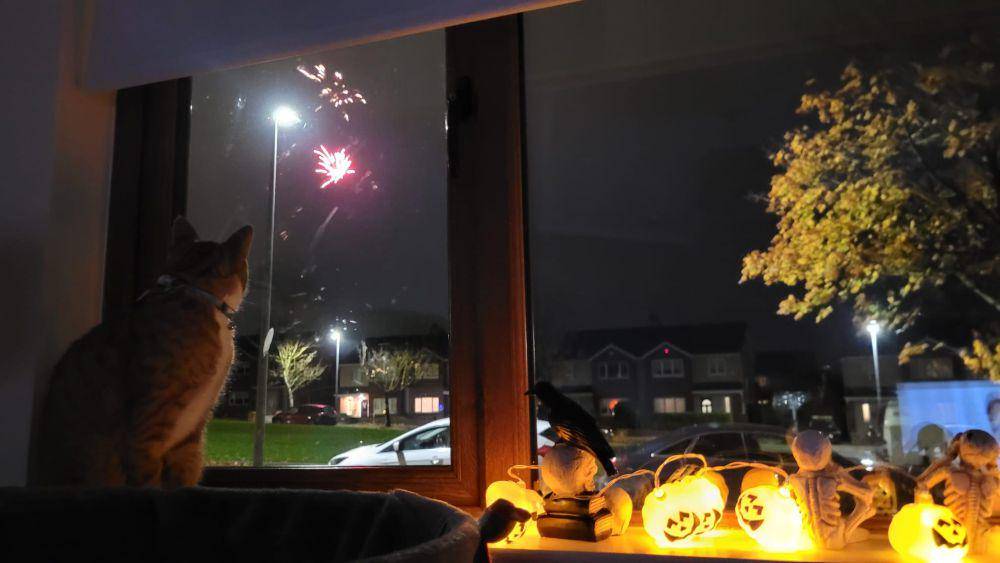 foto kucing menikmati kembang api (reddit.com/user/lukeoneill1994)